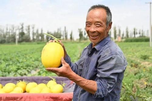 冷冻蜜瓜可以吃吗怎么吃,冷冻蜜瓜的食用方法与美味体验