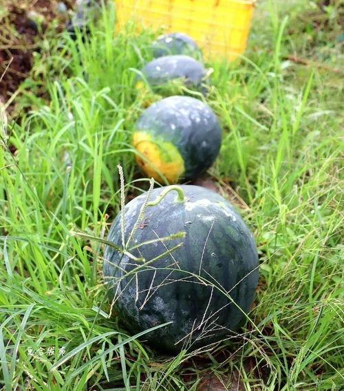 初月吃瓜,揭秘娱乐圈幕后故事