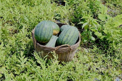 初月吃瓜,揭秘娱乐圈幕后故事