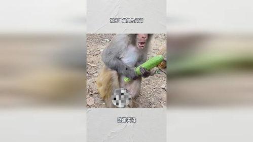 猴王吃瓜稿件