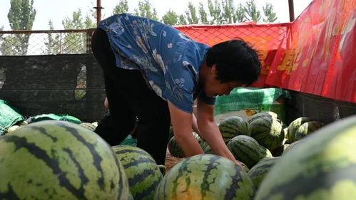 桥洞下吃瓜视频,揭秘街头美食的独特魅力