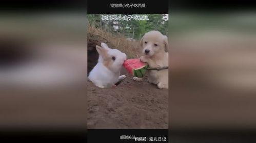 吃瓜 兔,揭秘娱乐圈的甜蜜与苦涩