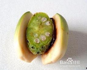 孕妇吃蜜瓜胀气,孕期蜜瓜食用与胀气问题解析