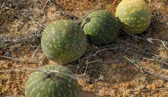 吃瓜后面的导游,带你领略旅游业的酸甜苦辣