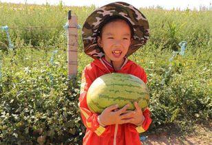 吃瓜后面的导游,带你领略旅游业的酸甜苦辣